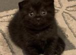 Layra - Scottish Fold Cat For Sale - Philadelphia&comma; PA&comma; US