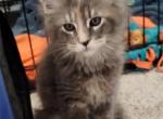 Sweets - Maine Coon Cat For Sale - Trevor&comma; WI&comma; US