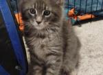 Precious - Maine Coon Cat For Sale - Trevor&comma; WI&comma; US