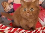 Nice - British Shorthair Cat For Sale - Hollywood&comma; FL&comma; US