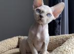 Ian - Devon Rex Cat For Sale - Norwalk&comma; CT&comma; US