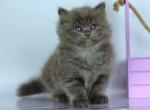 Lipsy - Siberian Cat For Sale - Norwalk&comma; CT&comma; US