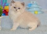 Iris - Ragdoll Cat For Sale - Miami&comma; FL&comma; US