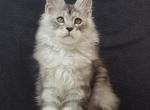 Boris - Maine Coon Cat For Sale - Grayslake&comma; IL&comma; US