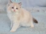 Imar - Ragdoll Cat For Sale - Miami&comma; FL&comma; US