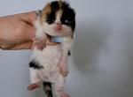 Cfa registered calico - Persian Cat For Sale - Woodburn&comma; IN&comma; US