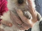 Talia and Gucci - Ragdoll Cat For Sale - Oklahoma City&comma; OK&comma; US