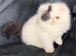 Phantom - Exotic Cat For Sale - Syracuse&comma; NY&comma; US