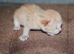 Golden shaded British Shorthair girl - British Shorthair Cat For Sale - Spokane&comma; WA&comma; US