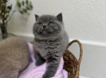 June - British Shorthair Cat For Sale - Battle Ground&comma; WA&comma; US