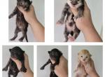 Hybrid babies - Maine Coon Cat For Sale - Frenchtown&comma; MI&comma; US