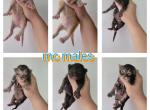 Mc males - Maine Coon Cat For Sale - Frenchtown&comma; MI&comma; US