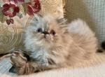 Bonnie - Himalayan Cat For Sale - Warminster&comma; PA&comma; US