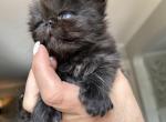 Black Persian boy - Persian Cat For Sale - Clay&comma; PA&comma; US