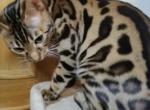 Bengal cat - Bengal Cat For Sale - GA, US