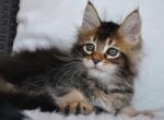 Shine - Maine Coon Cat For Sale - Miami&comma; FL&comma; US