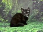 Oskar - Munchkin Cat For Sale - Pembroke Pines&comma; FL&comma; US