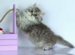 Lovelace - Siberian Cat For Sale - Norwalk&comma; CT&comma; US