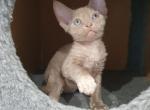 Foxi - Devon Rex Cat For Sale - Norwalk&comma; CT&comma; US