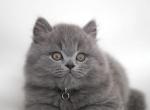 Yasha - British Shorthair Cat For Sale - WA&comma; US