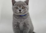 Danny - British Shorthair Cat For Sale - WA&comma; US