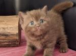 Fred - British Shorthair Cat For Sale - Hollywood&comma; FL&comma; US