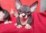 Danna - Bambino Cat For Sale - Miami&comma; FL&comma; US