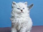 Urkass - Siberian Cat For Sale - Norwalk&comma; CT&comma; US