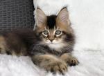 Skywalker - Maine Coon Cat For Sale - Miami&comma; FL&comma; US