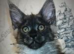 Zeus - Maine Coon Cat For Sale - Miami&comma; FL&comma; US