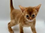 Chanel - Abyssinian Cat For Sale - Pembroke Pines&comma; FL&comma; US