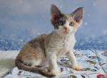 Cindy - Devon Rex Cat For Sale - Norwalk&comma; CT&comma; US