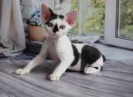 Chernichka - Devon Rex Cat For Sale - Norwalk&comma; CT&comma; US