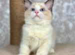 Yasmin - Ragdoll Cat For Sale - Miami&comma; FL&comma; US