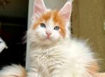 Wassabi - Maine Coon Cat For Sale - Hollywood&comma; FL&comma; US