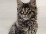 Edgar - Maine Coon Cat For Sale - Hollywood&comma; FL&comma; US