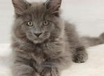 Everest - Maine Coon Cat For Sale - Hollywood&comma; FL&comma; US