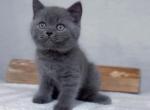 Fauna - Scottish Straight Cat For Sale - Hollywood&comma; FL&comma; US