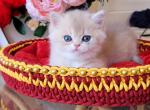 Mark - British Shorthair Cat For Sale - Hollywood&comma; FL&comma; US