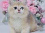 Xanti - British Shorthair Cat For Sale - Hollywood&comma; FL&comma; US