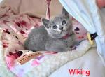 Wiking - Russian Blue Cat For Sale - Pembroke Pines&comma; FL&comma; US