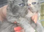 CFA Blue torte persian - Persian Cat For Sale - Woodburn&comma; IN&comma; US