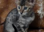 savannah sale F4SBT Male - Savannah Cat For Sale - Franklin&comma; NC&comma; US