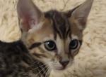 F4SBT savannah Male - Savannah Cat For Sale - Franklin&comma; NC&comma; US