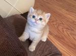 Bri Lola - British Shorthair Cat For Sale - Brooklyn&comma; NY&comma; US