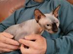 Lara - Sphynx Cat For Sale - Rockford&comma; IL&comma; US