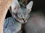 Uri - Sphynx Cat For Sale - Rockford&comma; IL&comma; US