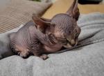 Una - Sphynx Cat For Sale - Rockford&comma; IL&comma; US