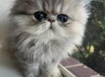 Barny - Persian Cat For Sale - Fort Worth&comma; TX&comma; US