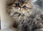 Lily - Persian Cat For Sale - Fort Worth&comma; TX&comma; US